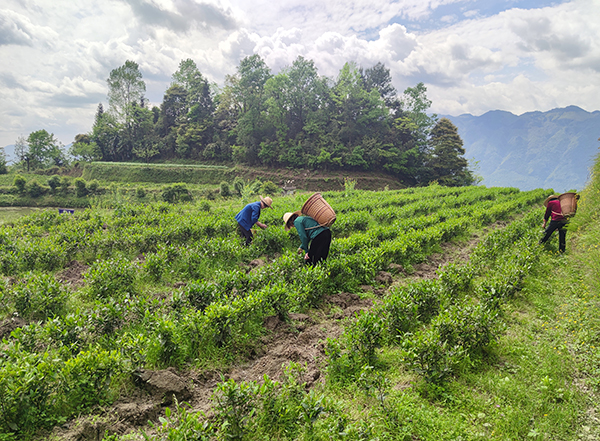 MS - ÃÀʨ¹ó±ö»áµ³Î¯·¢Õ¹¡°ÕýµÂÉÆÐÐ ÖúÁ¦ÍÑÆ¶¡± °®ÐĹ«Òæ»î¶¯(ͼ4) MS - ÃÀʨ¹ó±ö»áµ³Î¯·¢Õ¹¡°ÕýµÂÉÆÐÐ ÖúÁ¦ÍÑÆ¶¡± °®ÐĹ«Òæ»î¶¯(ͼ4)